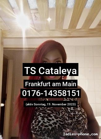 Ts cataleya aus Frankfurt am Main